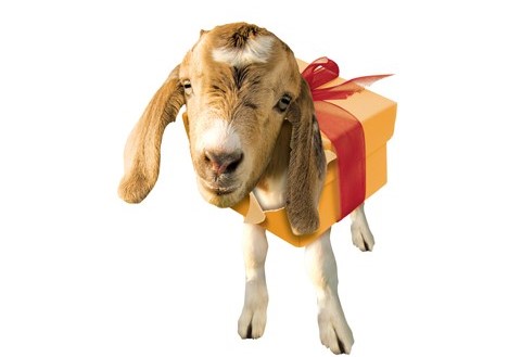 Gift a Family a Goat